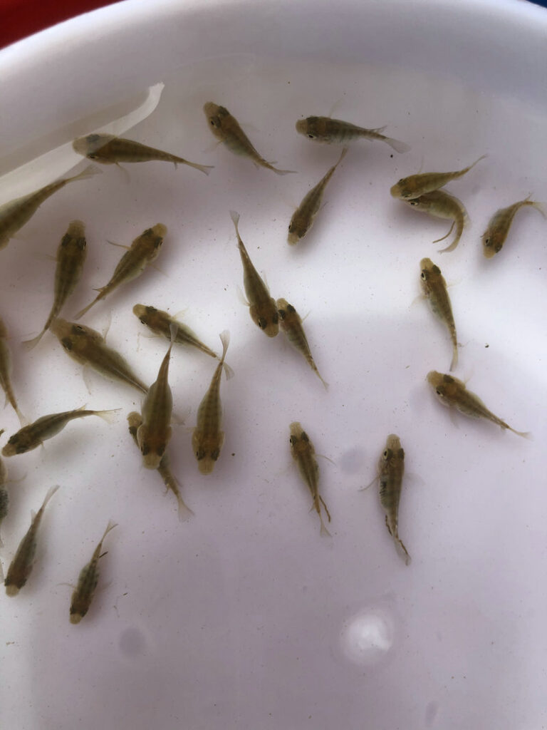 How to Cultivate Tilapia in Fish Ponds 4 罗非鱼苗